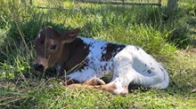 JT Mona's Rose Heifer 